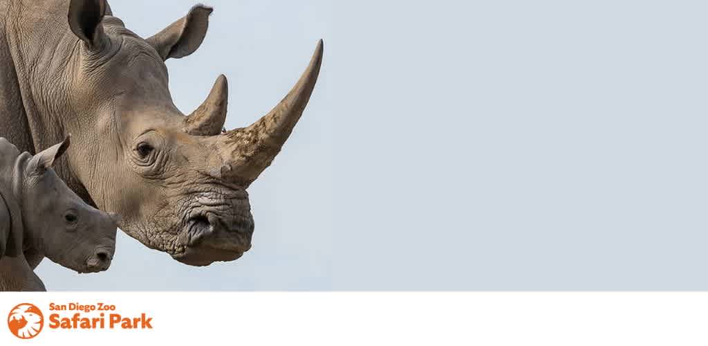 A close-up of an adult rhino and a baby rhino with the San Diego Zoo Safari Park logo in the corner.