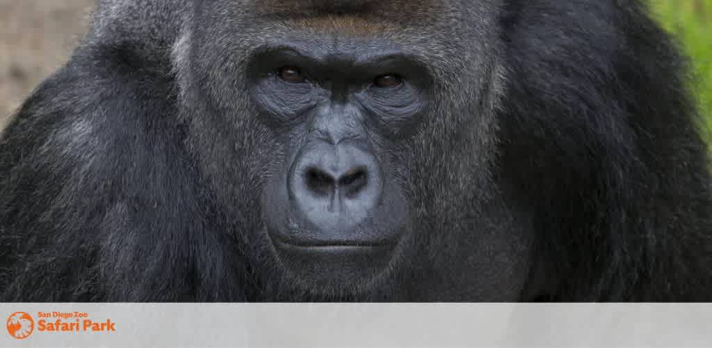 Close-up of a gorilla's face with a San Diego Zoo Safari Park logo.