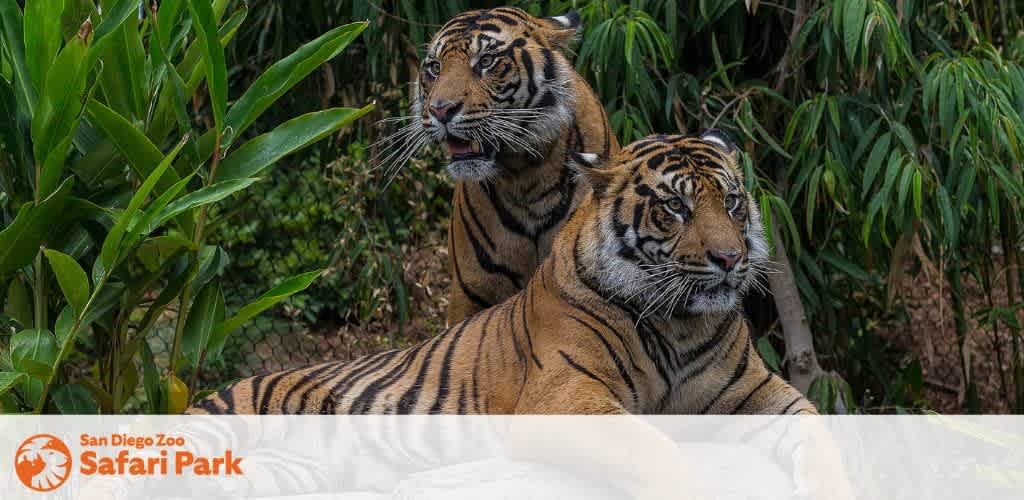 Two tigers resting on a stone amidst lush greenery.