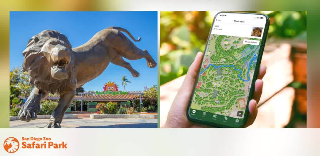 Split image of a lion statue at San Diego Zoo Safari Park entrance and a smartphone showing a park map with a route.