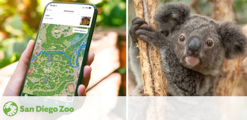 A smartphone with a zoo map and a koala on a tree.