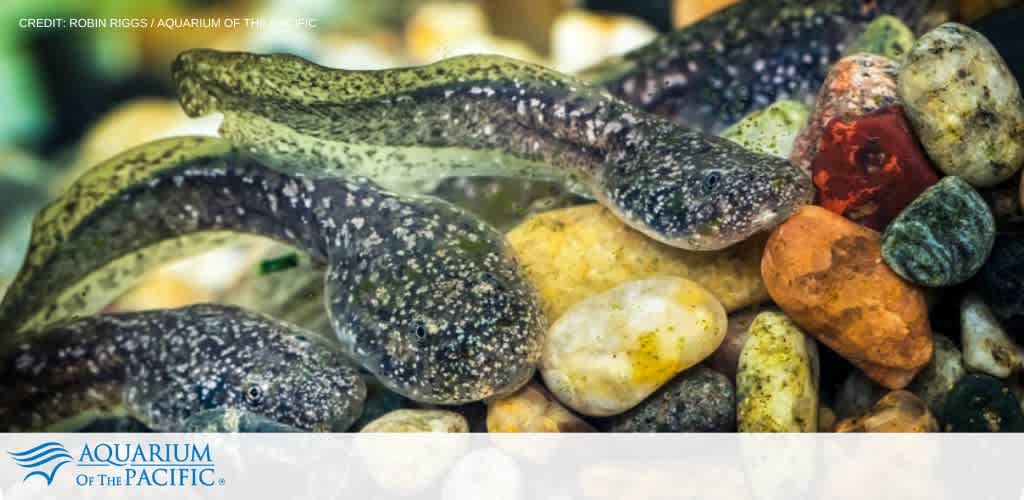 Close-up of tadpoles on multicolored pebbles in an aquatic environment, with mottled skin and visible external gills, indicating development stages.