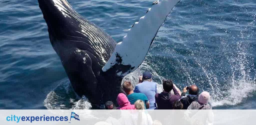 Image shows a group of spectators on a boat witnessing a close encounter with a humpback whale. The whale's large fin is visible above the water's surface, creating a splash, as people watch in awe. The words 'city experiences' are seen along the bottom with a logo.