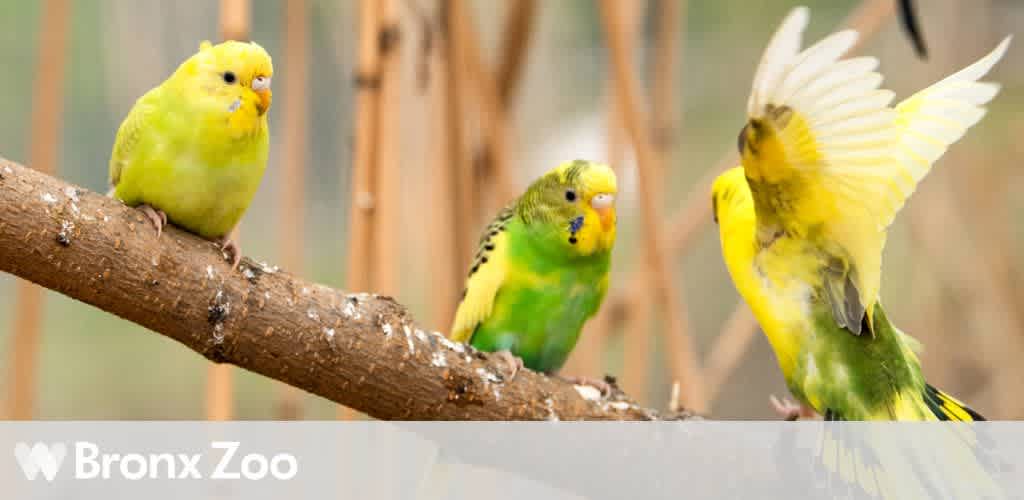 Three parakeets with yellow and green plumage perched on a branch, one in flight.