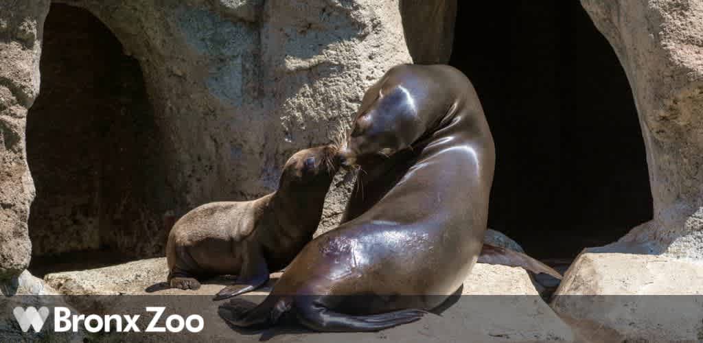 Image shows a mother sea lion and her pup affectionately interacting on a rock ledge at the Bronx Zoo. The backdrop includes a cave-like structure bathed in sunlight. The zoo's logo is visible at the bottom.