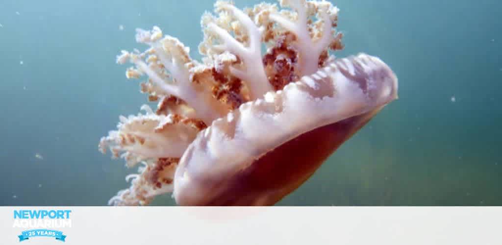 A jellyfish swimming underwater with a translucent body and frilly appendages.