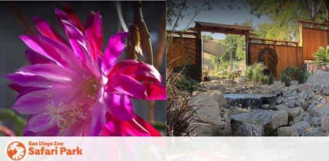 This image is a split-view banner representing two attractions at the San Diego Zoo Safari Park. On the left side of the image is a close-up photograph of a vibrant pink flower with delicate petals radiating from its center, set against a softly blurred greenish backdrop that suggests a lush garden setting. On the right side, there is an image featuring an arid landscape exhibit typical of a safari setting, showcasing varied textures of rocks and desert plants. A rustic wooden entryway stands in the background, hinting at a path for visitors to walk through and explore. The photo captures the dappled sunlight casting patterns over the scenery, enhancing the naturalistic ambiance.

The banner also includes the official logo of the San Diego Zoo Safari Park in the bottom left-hand corner, which is a representation of a tree in a stylized circle with the park's name beside it.

Browse through GreatWorkPerks.com to find exclusive savings on tickets, ensuring you explore the wonders of the San Diego Zoo Safari Park at the lowest prices available.