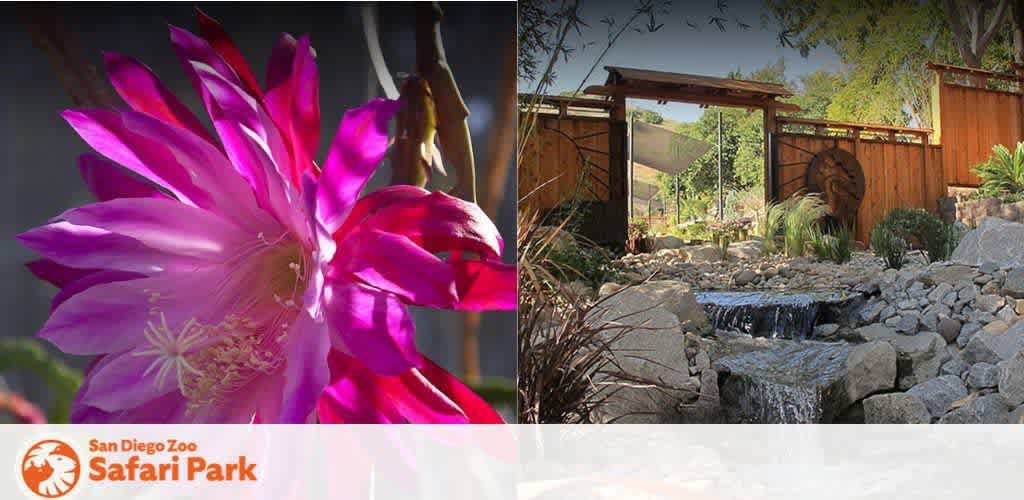 This image is a split-view banner showcasing two different scenes related to the San Diego Zoo Safari Park. On the left side of the image, there is a vibrant close-up of a pink flower with delicate, radiating petals and a visible cluster of stamens and pistils at the center, which gives a glimpse of the botanical richness one could find in the park. The right side of the image depicts a serene landscaped garden with a focus on a small rock-lined waterfall, trickling into a pond surrounded by various plants, hinting at the naturalistic habitats created for both flora and fauna at the Safari Park. The entire scene is set against a backdrop of wooden gates and fences with the Safari Park logo prominently displayed between the two scenes.

At the end of GreatWorkPerks.com’s captivating displays and descriptions, we also offer the thrill of savings — make sure to check out our selection for the lowest prices on tickets to adventurer's delights such as the San Diego Zoo Safari Park!