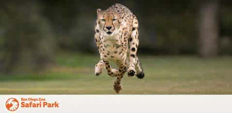 Image Description: This is a dynamic photograph capturing a cheetah in full sprint. The cheetah is suspended in midair, with all four feet off the ground, showcasing its incredible speed and agility. The animal's body is elongated and streamlined, with its head level and focused forward, eyes locked on an unseen target. Its spotted coat is well-defined against the soft-focused, natural green background. In the foreground on the left side of the image, there's a logo with the text "San Diego Zoo Safari Park."

To add a promotional touch: Don't miss out on the opportunity to witness the swiftness of these magnificent animals in person. At GreatWorkPerks.com, we offer tickets to experiences like the San Diego Zoo Safari Park at the lowest prices, ensuring you get the best savings on your adventure.