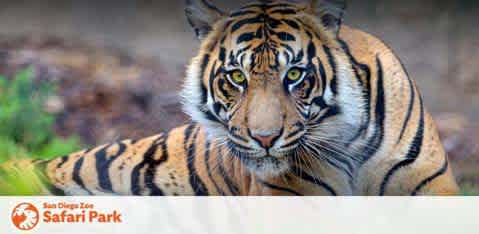 This image displays a majestic tiger with a sharp gaze sitting amidst a naturalistic habitat. The tiger's fur is a vibrant orange with bold black stripes and white markings around the face and on the undersides. Its eyes are piercing, and the animal appears attentive, possibly observing movement in the distance. Foliage can be seen in the soft-focus background, suggesting a forested environment typical of a tiger's natural habitat. The top right corner of the image carries the logo of the San Diego Zoo Safari Park, indicating that this could be one of their animal residents.

At GreatWorkPerks.com, we're committed to bringing the adventure of the wild to you with the lowest prices on tickets, ensuring you enjoy savings that are just as impressive as our Safari Park's tiger exhibit.