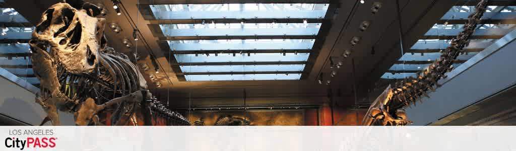 A dinosaur skeleton exhibit displayed in a museum with a glass ceiling and skylights overhead