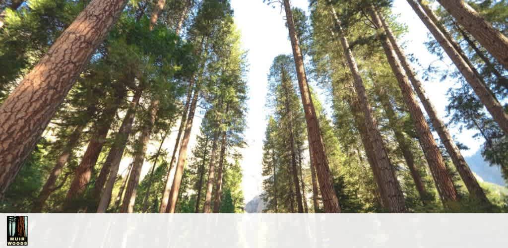 This image showcases a breathtaking view from the forest floor looking upwards towards a radiant blue sky, with a canopy of majestic, mature sequoia trees dominating the scene. The trunks are thick and robust, with deeply grooved reddish-brown bark, stretching high to a canopy that is not visible from this angle. Light filters through the sparse foliage, illuminating patches of the trees and forest floor. The perspective of the photograph suggests the grandeur and towering presence of the sequoias, evoking a sense of awe and the serene ambiance of being in a dense forest environment.
Explore the natural splendor of the forest and enjoy the lowest prices on your adventure – at FunEx.com, we offer impressive discounts on tickets so you can save while you discover the wonders of nature.