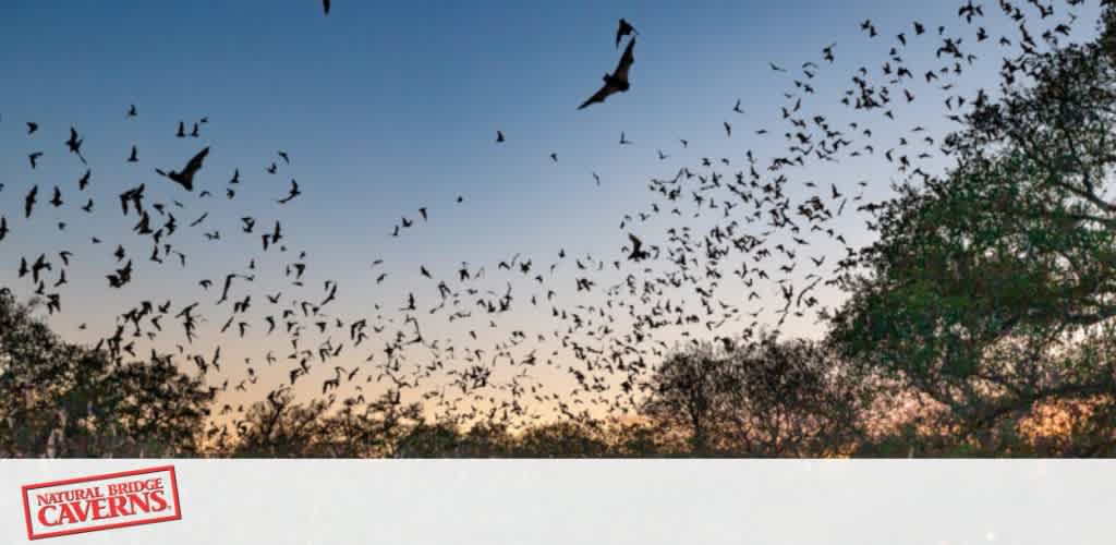 A large flock of bats flying against a twilight sky with trees below.
