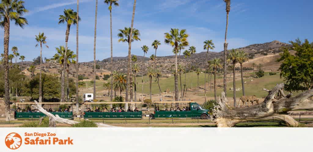 This image features a scenic view of the San Diego Zoo Safari Park on a bright, sunny day. Tall, slender palm trees line the foreground, stretching into the clear blue sky. At the center of the image is a green, open-air safari tour tram filled with passengers. The tram is moving alongside a lush enclosure where various trees and plants are visible. Gently rolling hills dotted with additional greenery form the backdrop to this picturesque scene. In the distance, on the right, a group of giraffes can be seen roaming the savanna habitat, enhancing the safari ambiance of the park.

At GreatWorkPerks.com, we're committed to ensuring you don't miss out on exploring amazing attractions like this. Enjoy your next adventure with the added bonus of unbeatable savings - get your tickets at the lowest prices and make memories without overspending.