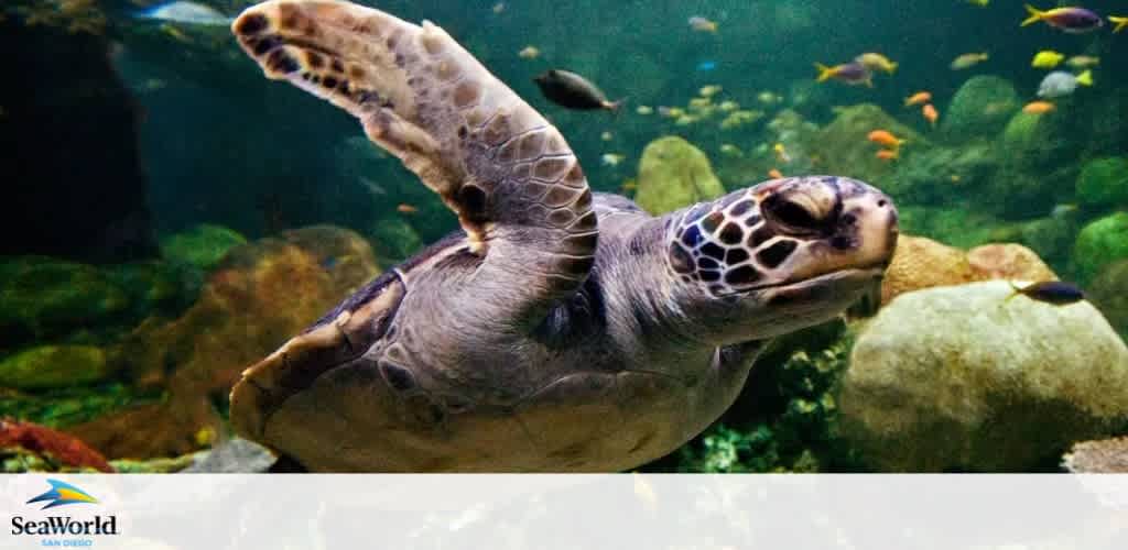 Image shows a serene underwater scene with a sea turtle gracefully swimming near the bottom. Colorful fish can be seen in the background along with various shapes and shades of stones and aquatic plants. The SeaWorld logo is visible in the corner indicating an affiliation with the marine park.