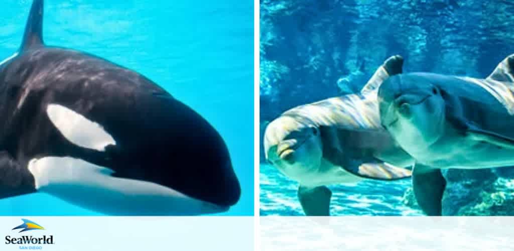 Image split in two. On the left, a close-up of a killer whale in clear blue water, with its distinctive black and white coloring. On the right, two dolphins swimming side by side, one overlapping the other slightly, in a similar aquatic environment. SeaWorld logo at the bottom.