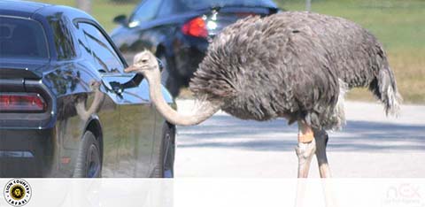 Lion Country Safari Park discount tickets