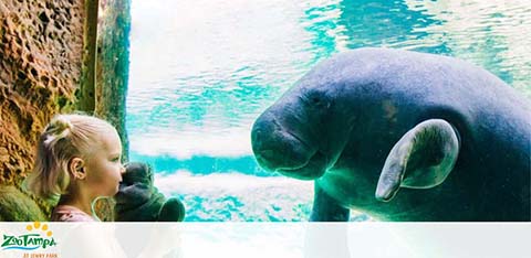 Tampa Zoo Discount Tickets from GreatWorkPerks