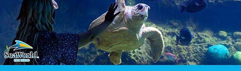 A person observes a sea turtle at an aquarium with SeaWorld logo visible.