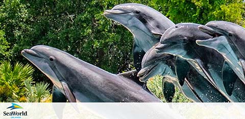 Three dolphins leaping above water at SeaWorld, with green foliage in the background.