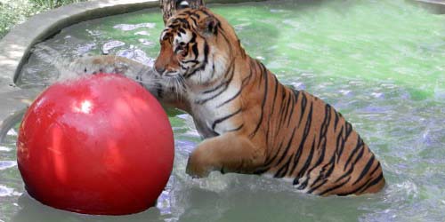 Austin Zoo