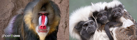 Phoenix Zoo discount tickets