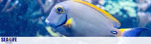 Image displays a vibrant blue and yellow fish, likely a surgeonfish, swimming in a clear aquarium environment with soft-focused coral in the background. The bottom corner features the logo for SEA LIFE Michigan.