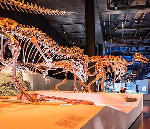 Houston Museum of Natural Science