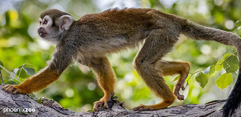 Phoenix Zoo discount tickets