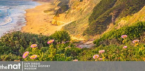 This image features a breathtaking coastal scene. In the foreground, vibrant pink flowers and lush green foliage are thriving atop a hill that descends towards a sandy beach. The beach below is kissed by gentle waves of the clear blue ocean, which stretches to meet the horizon under a soft yellow-hued sky, indicative of a setting sun. Rolling hills in the background frame the picturesque landscape, which embodies the serene beauty of the natural world. At the bottom of the image, a gray banner displays the text "The Nat San Diego Natural History Museum," indicating a connection to the museum.

Experience the wonders of nature and save on your next adventure with GreatWorkPerks.com, your go-to source for the lowest prices on tickets to museums, parks, and attractions.