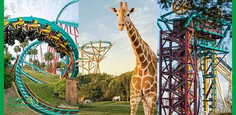 Roller coaster loops with riders; giraffe stands nearby; another coaster in the background.