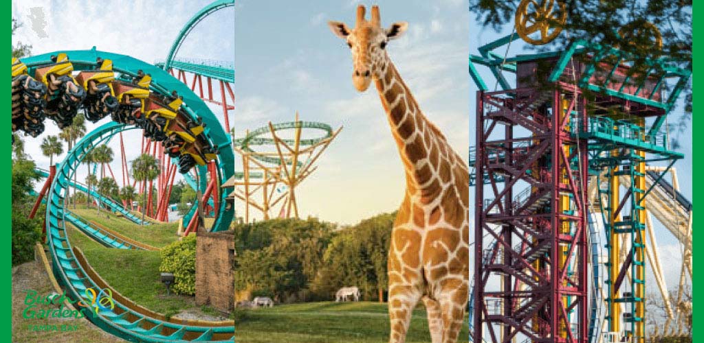 A collage of theme park rides and a giraffe at Busch Gardens.