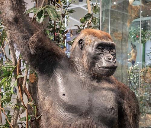 Houston Museum of Natural Science