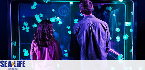 Two individuals are standing in front of a large aquarium, observing and enjoying the view of numerous bright blue jellyfish floating in the water. The top section of the aquarium features the text  SEA LIFE Arizona.  The lighting accentuates the serene underwater ambiance.