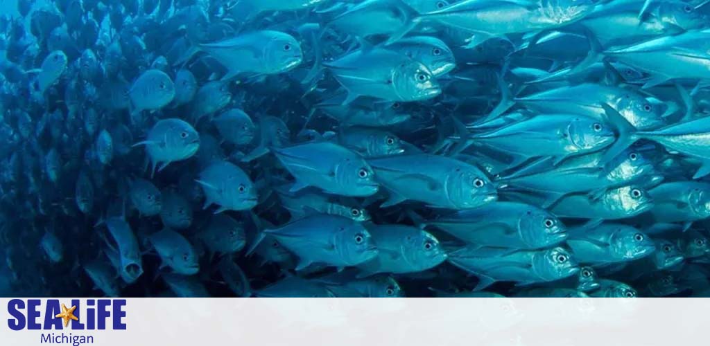 A dense shoal of blue fish tightly packed underwater. Their bodies shimmer with light reflections, creating a vibrant blue scene. SEA LIFE Michigan logo is in the corner, suggesting an aquarium setting.