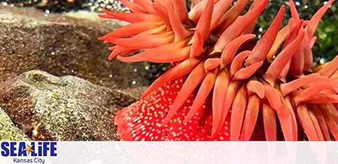 Image shows a vibrant red-orange sea anemone with elongated tentacles spread out, anchored to a rock in an aquarium setting. The Sea Life Kansas City logo is visible in the photo, suggesting the marine life is part of their exhibit. The background is out of focus, emphasizing the anemone's detail.