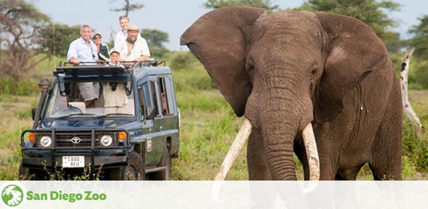 Image shows a large elephant standing in front of a safari vehicle with smiling passengers observing. Trees and grass form a lush backdrop and the San Diego Zoo's logo is visible at the bottom.