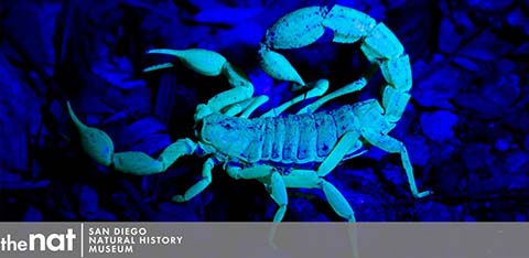 This image showcases a scorpion under ultraviolet light, causing it to glow a bright blue. The scorpion's entire body, including its segmented tail, pincers, and legs, is clearly visible against the contrasting dark background. The photo suggests an educational context, likely part of an exhibit. Below the image, text indicates the setting to be the San Diego Natural History Museum, also known as "the Nat." For a captivating experience of natural wonders and to enjoy these insights at the lowest prices, visit GreatWorkPerks.com for your discount tickets.