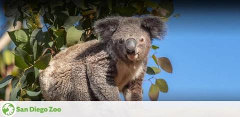 Image displays a cheerful koala perched on a branch among eucalyptus leaves under a clear blue sky, with the San Diego Zoo logo in the corner, promoting a connection with wildlife.