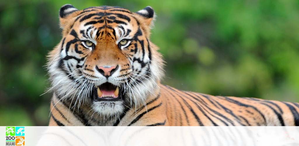 Close-up of a tiger's face with open mouth and blurred green background.