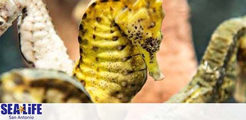 Promotional banner featuring a close-up view of a yellow and black seahorse at SEA LIFE San Antonio. The seahorse is gripping onto a structure with its tail, its body curved elegantly as it faces towards the camera. The image conveys the beauty and detail of marine life that visitors can expect to see.