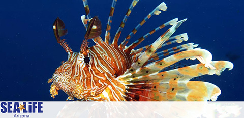 Image of a vibrant lionfish with elongated fins swimming underwater. Background is deep blue. Logo at the bottom reads 'SEA LIFE Arizona'.