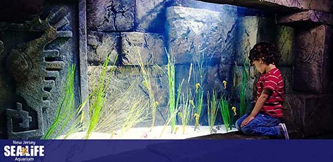 A child in a striped shirt is kneeling in front of a vibrant aquarium exhibit, observing underwater life. The tank glows with blue light highlighting aquatic plants and textures that resemble an underwater ruin.  New Jersey SEA LIFE Aquarium  is visibly marked, indicating the location.