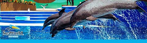 Two dolphins leap above water at SeaWorld show.