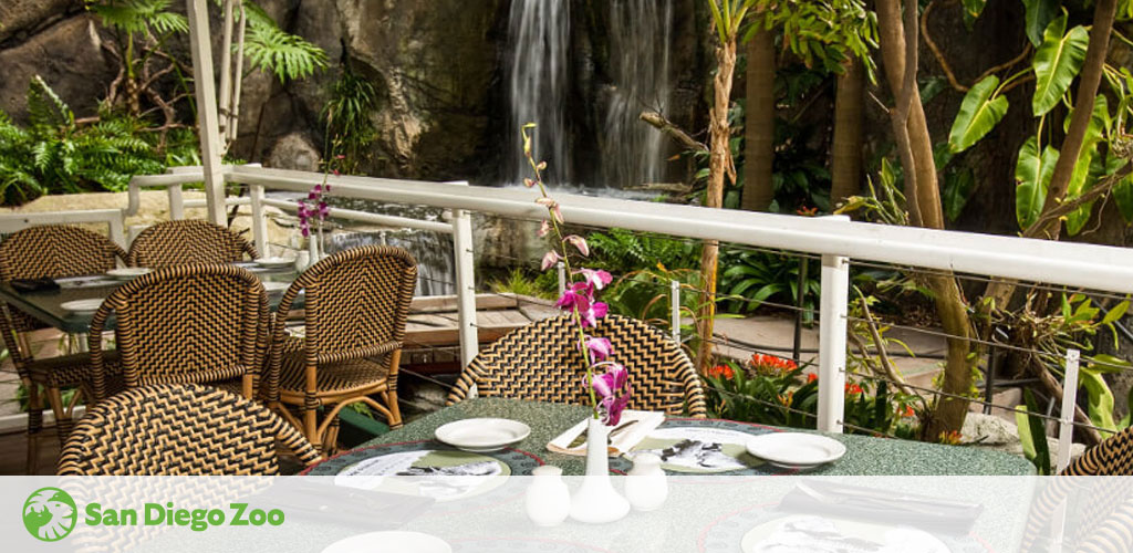 An outdoor dining area at San Diego Zoo with rattan chairs arranged around tables set with white plates. Lush greenery surrounds the space and a waterfall cascades in the background, contributing to a tranquil ambiance. The zoo's logo is visible in the corner.