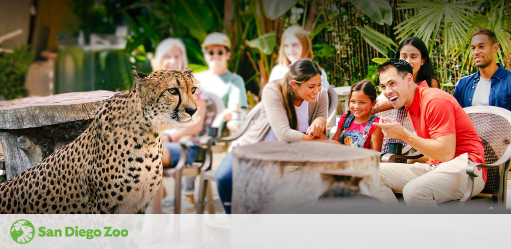 Image features a majestic cheetah in the foreground at San Diego Zoo with an attentive gaze. In the background, a group of delighted visitors, including children and adults, observe the cheetah from a safe distance, enjoying the close encounter. The zoo’s green logo is visible in the corner.