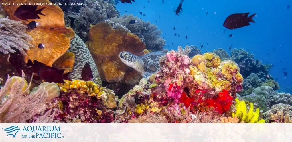 Aquarium of the Pacific tickets