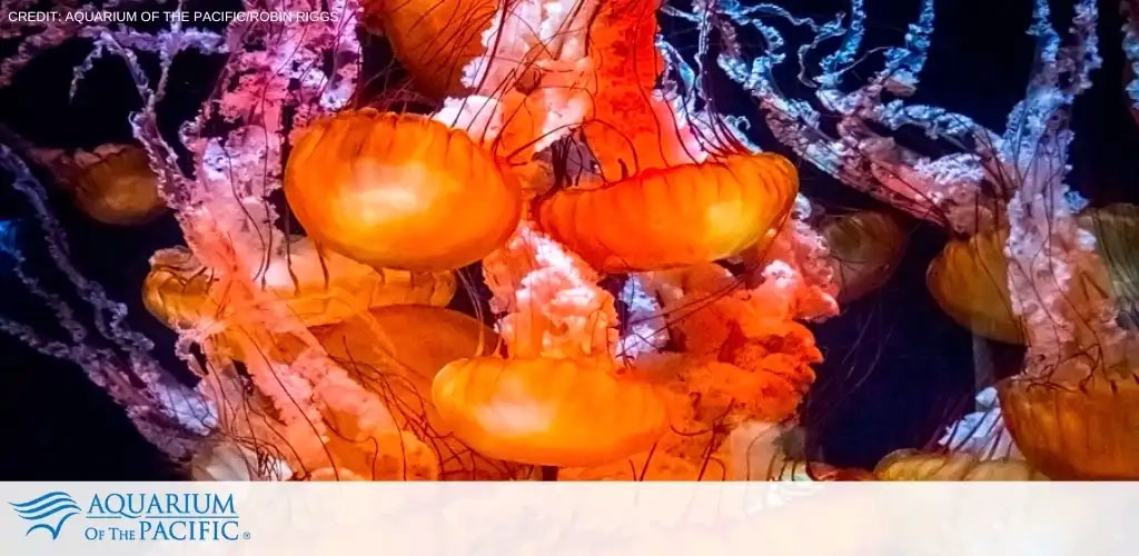 Aquarium of the Pacific tickets