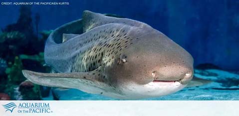 Aquarium of the Pacific tickets