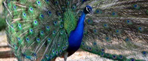 Austin Zoo Attractions